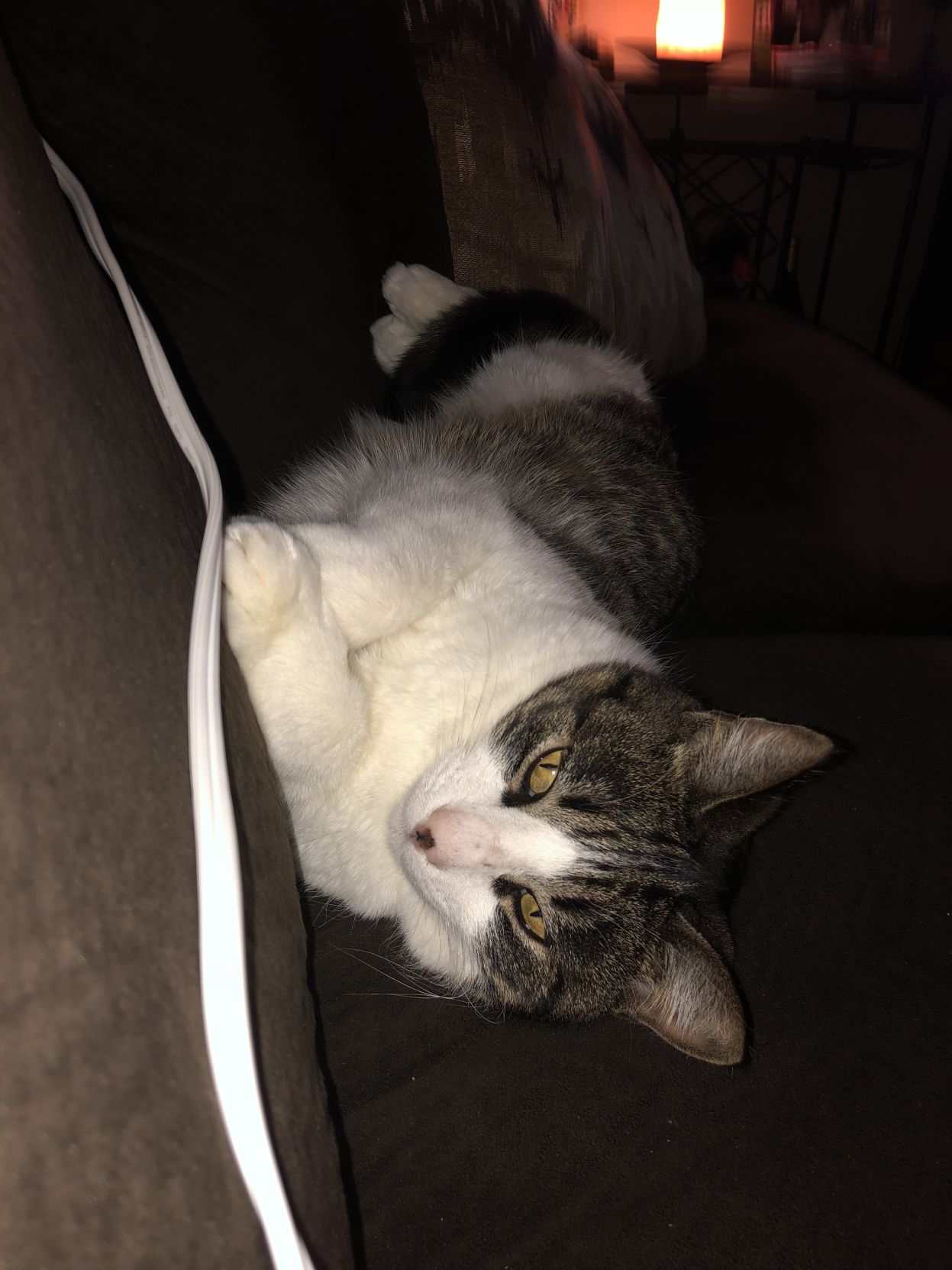 Smallcat